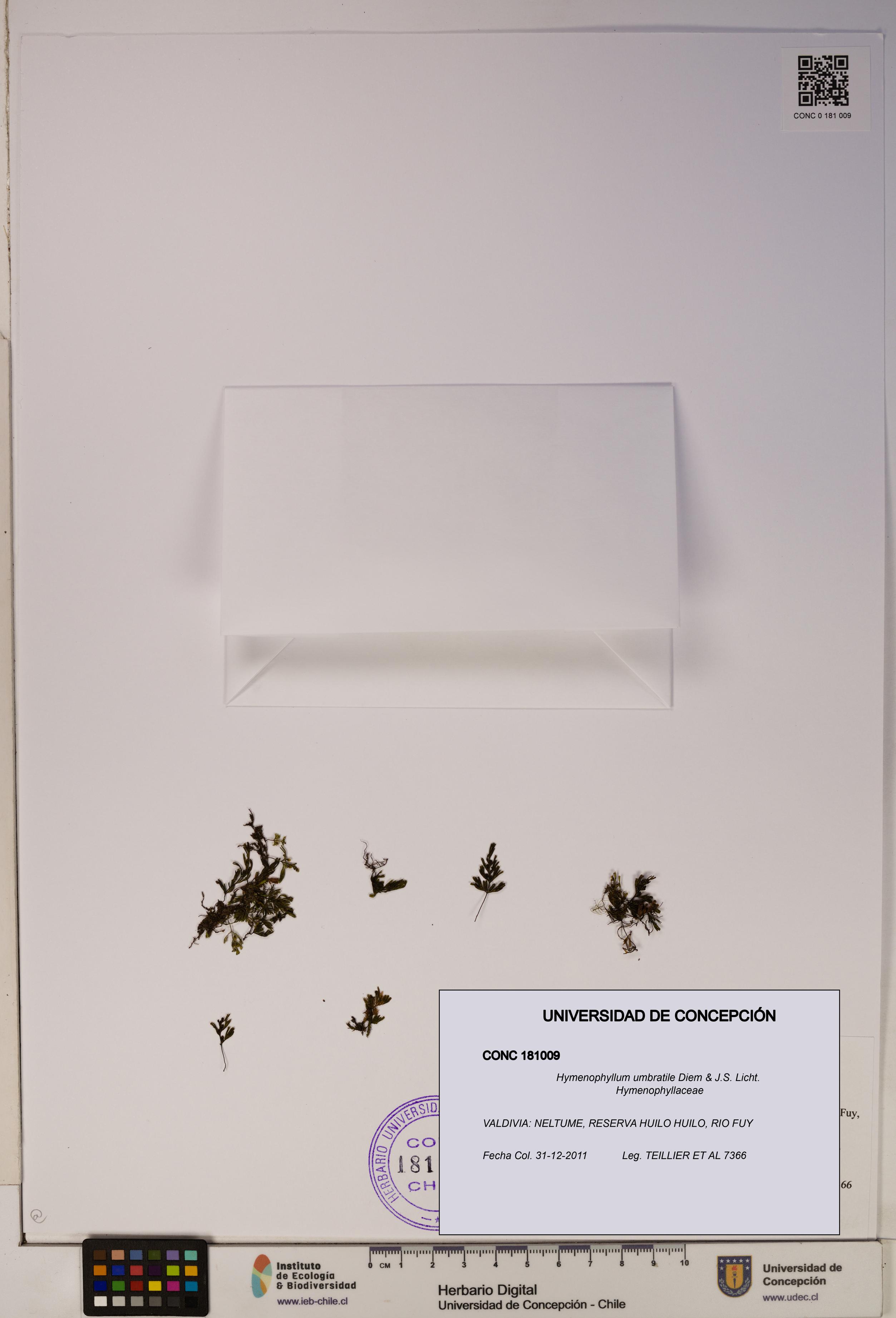 Hymenophyllum umbratile [Espécimen: ]