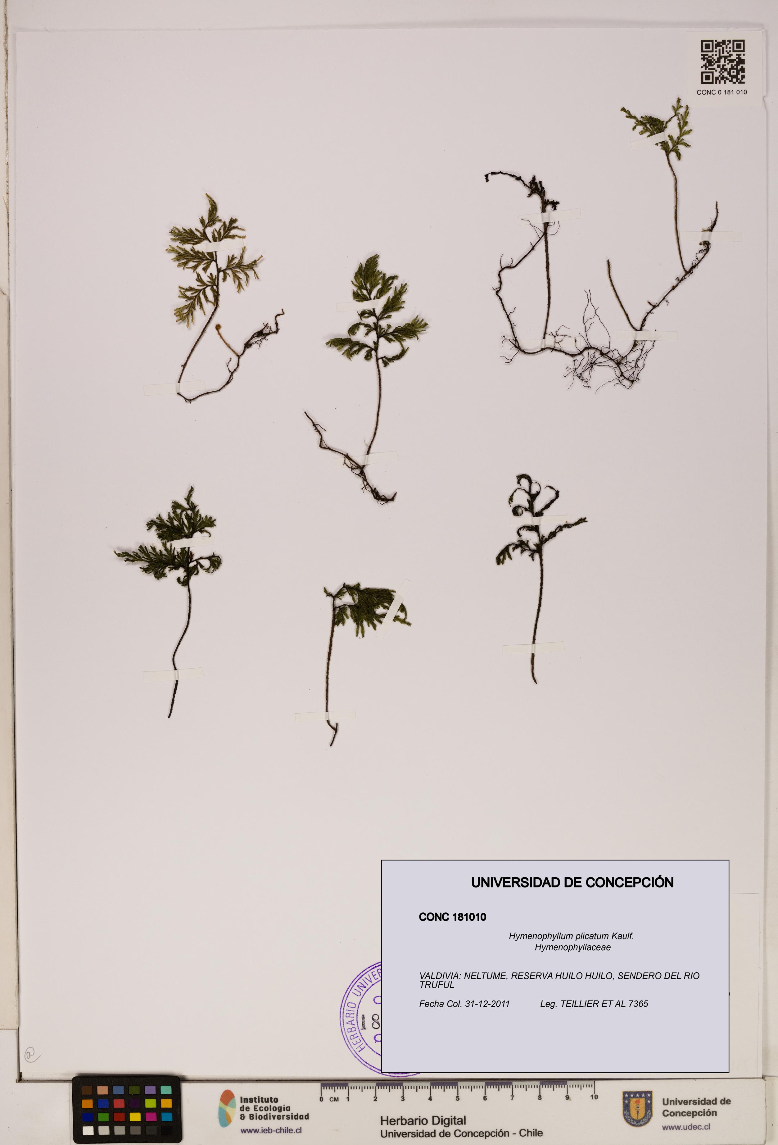 Hymenophyllum plicatum [Espécimen: ]