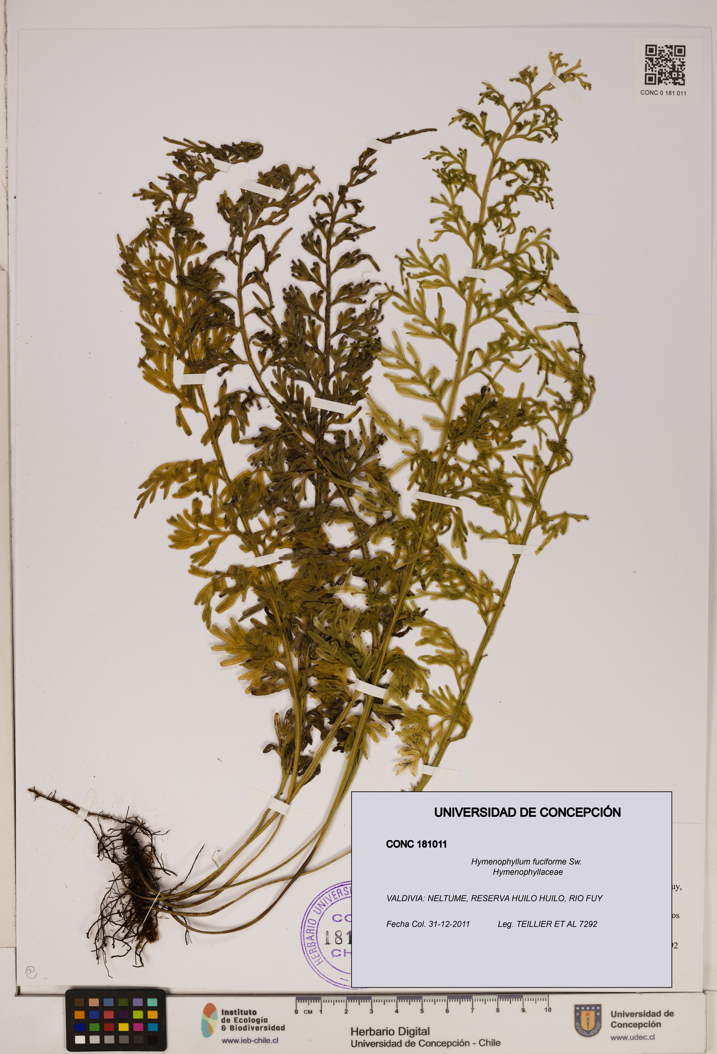 Hymenophyllum fuciforme [Espécimen: ]