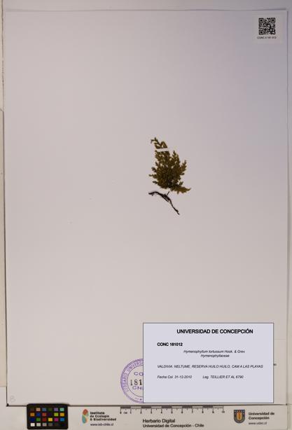 Hymenophyllum tortuosum [Espécimen: ]