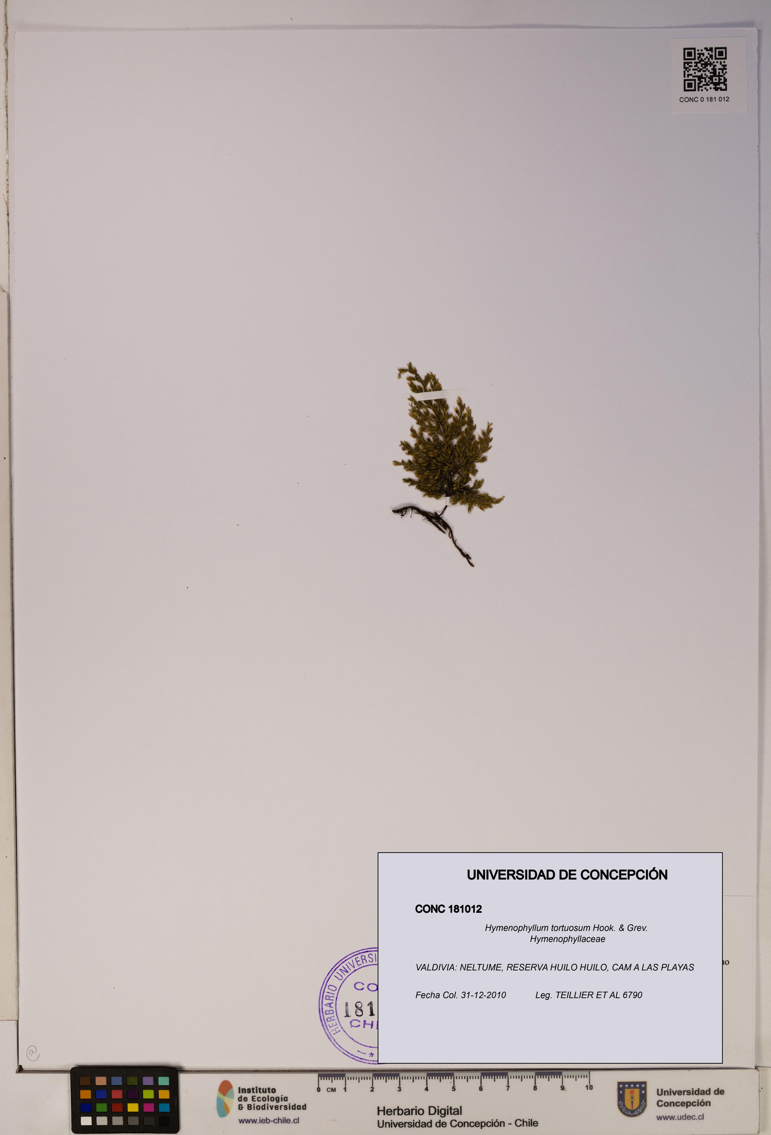Hymenophyllum tortuosum [Espécimen: ]