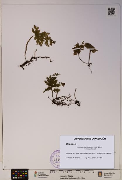 Hymenophyllum tortuosum [Espécimen: ]