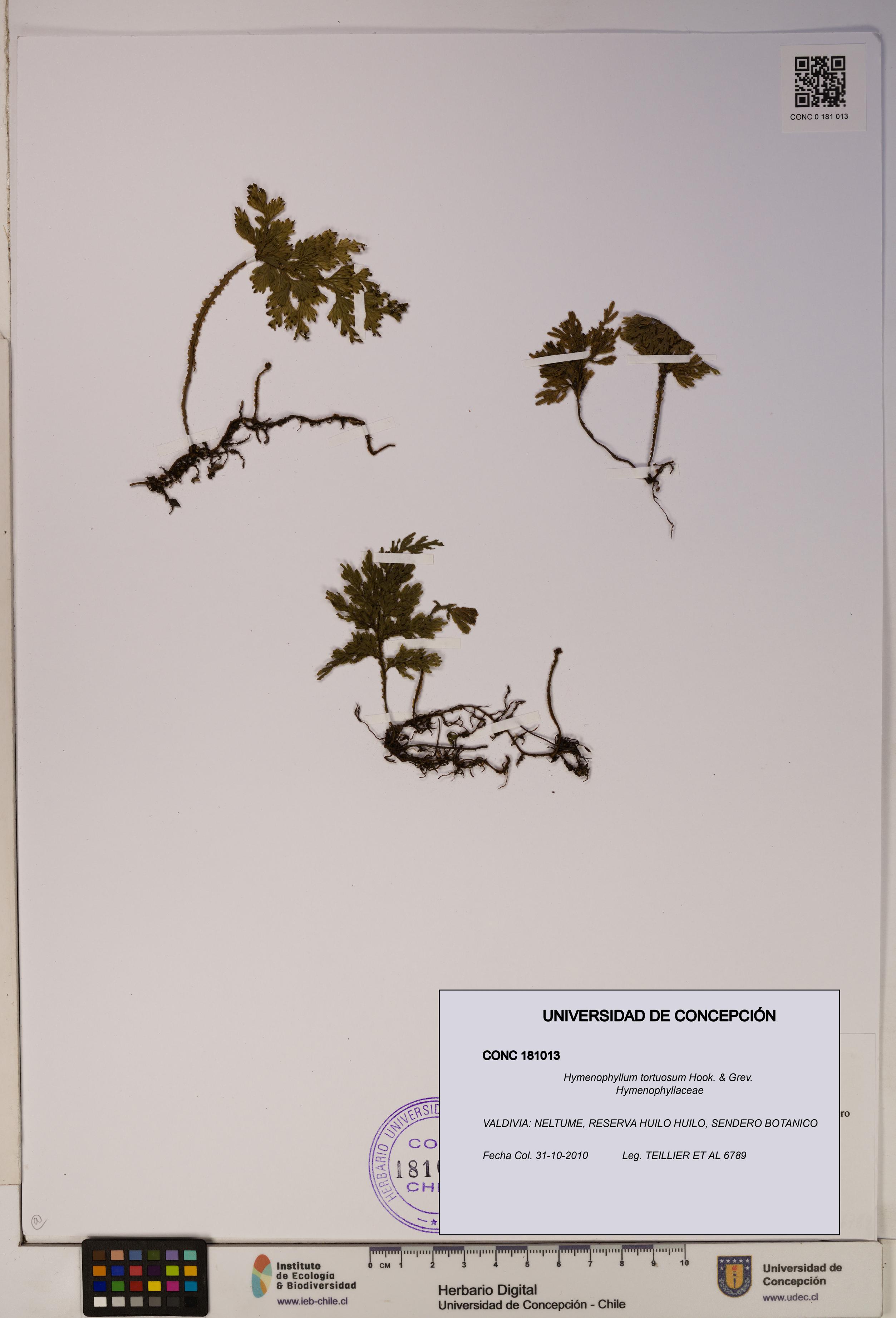 Hymenophyllum tortuosum [Espécimen: ]