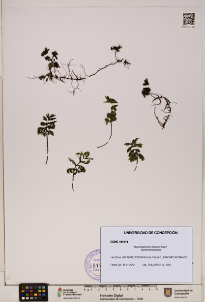 Hymenophyllum plicatum [Espécimen: ]
