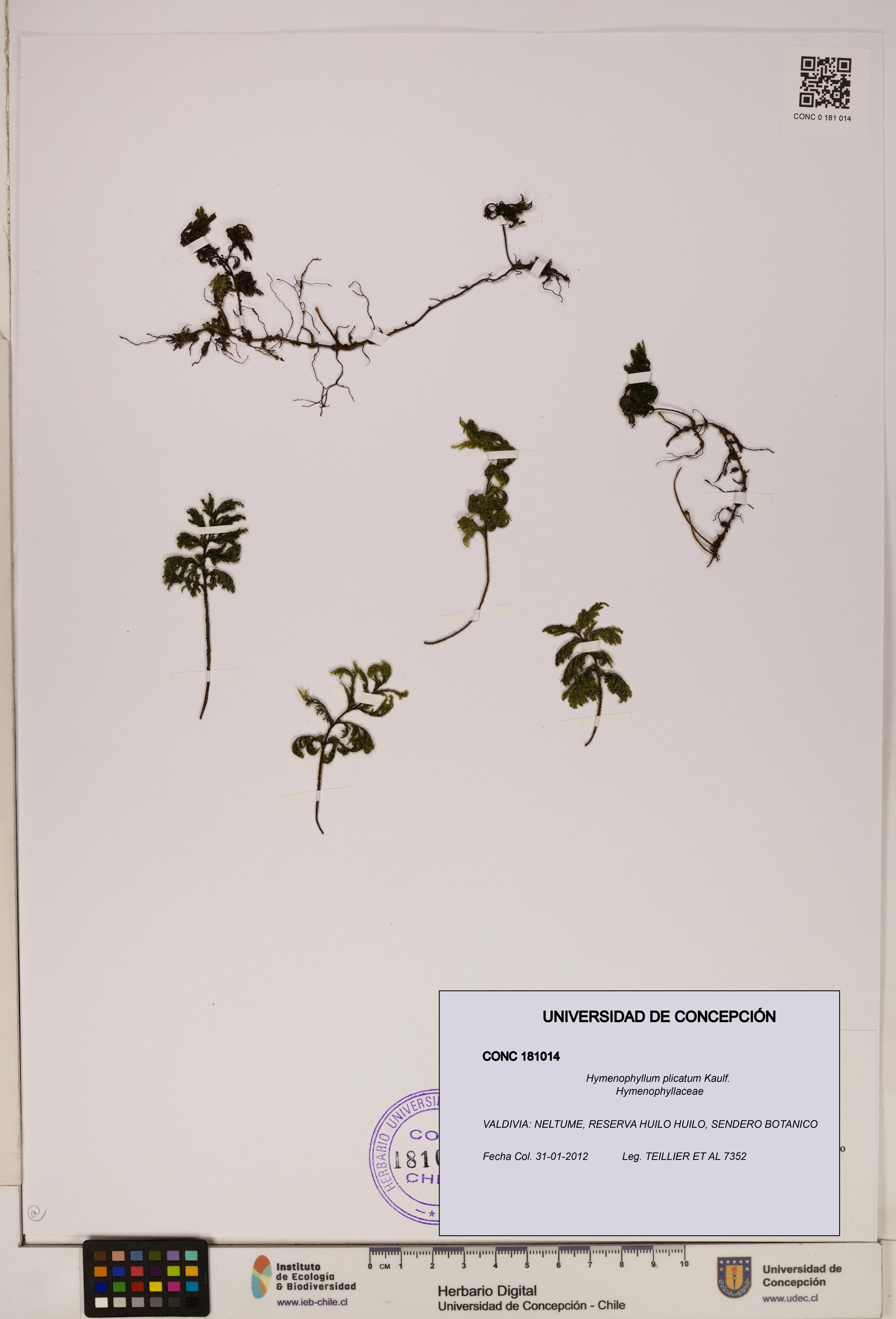 Hymenophyllum plicatum [Espécimen: ]