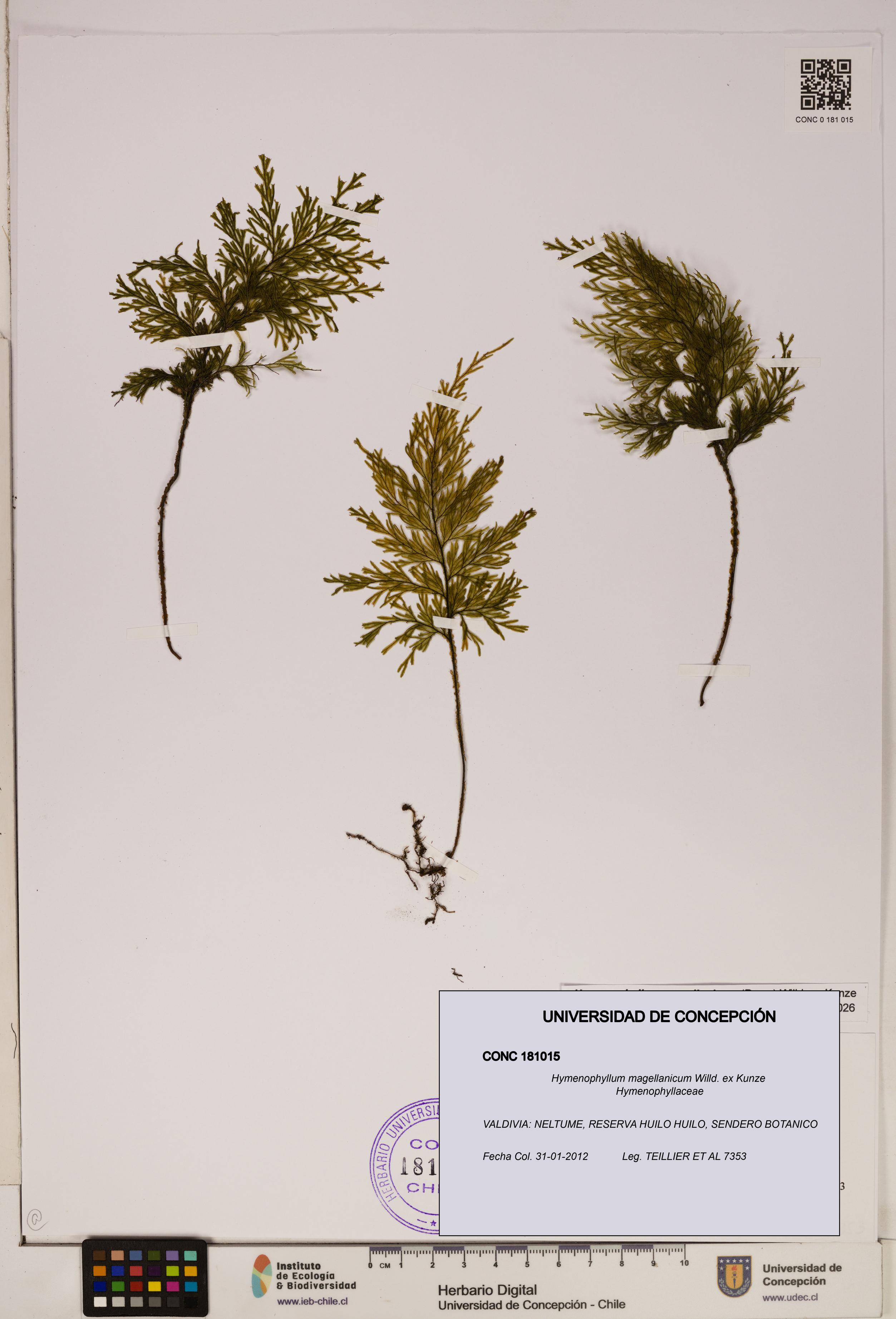 Hymenophyllum magellanicum [Espécimen: ]