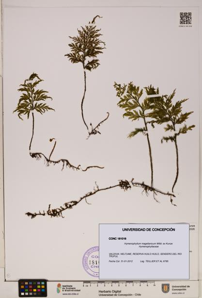 Hymenophyllum magellanicum [Espécimen: ]