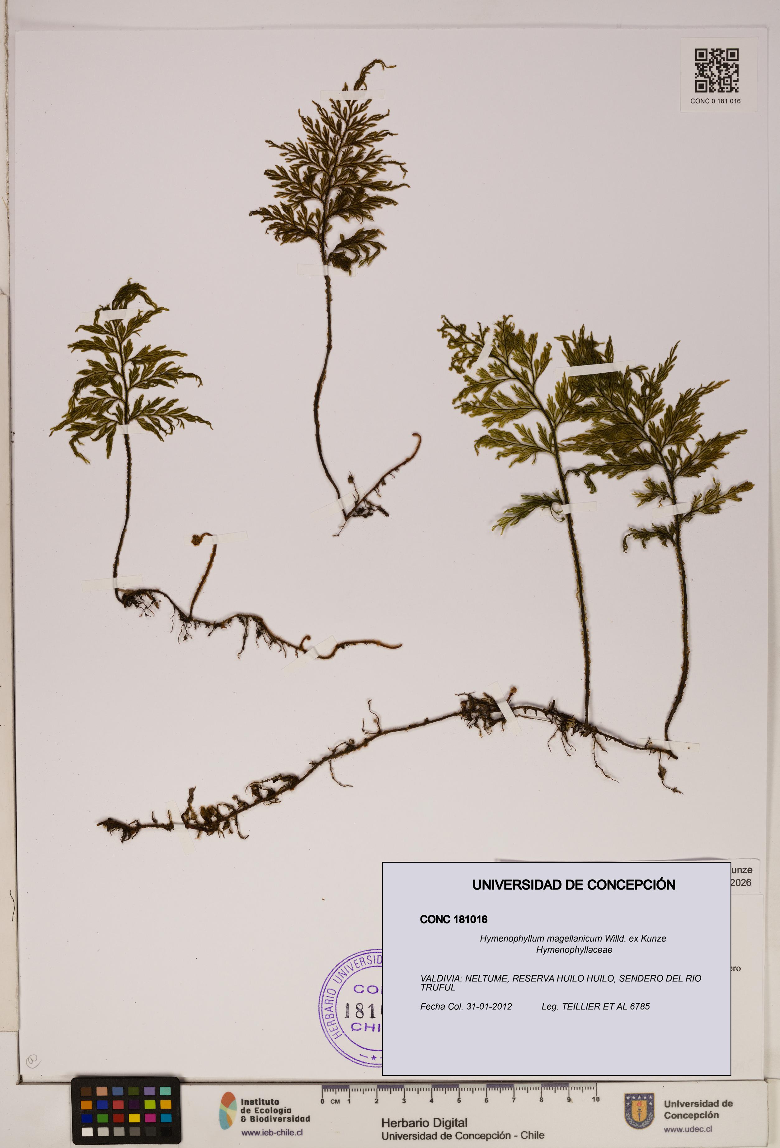 Hymenophyllum magellanicum [Espécimen: ]