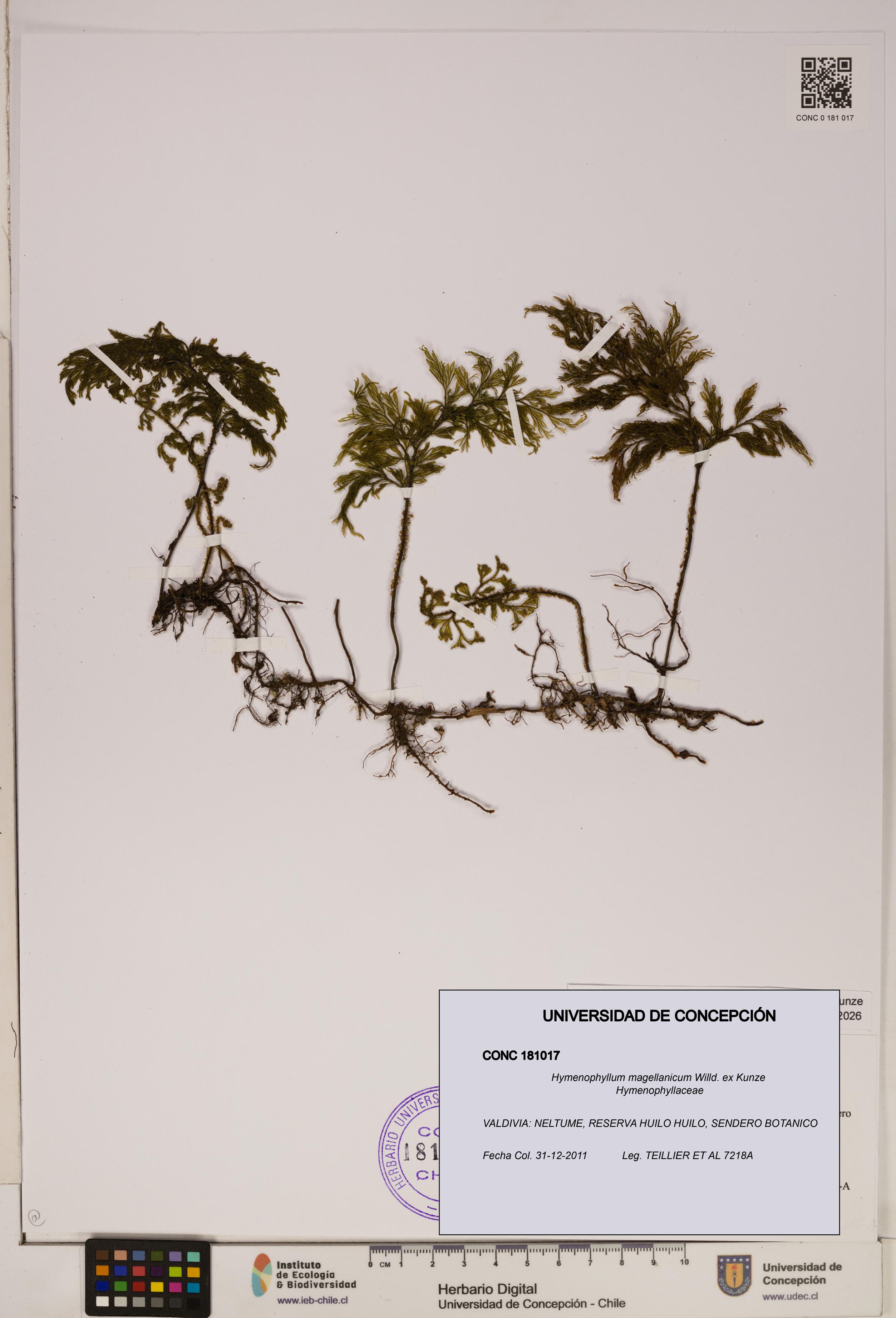 Hymenophyllum magellanicum [Espécimen: ]