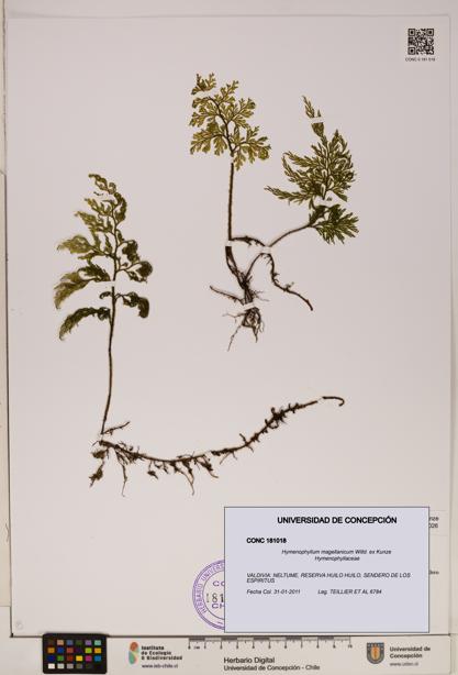 Hymenophyllum magellanicum [Espécimen: ]