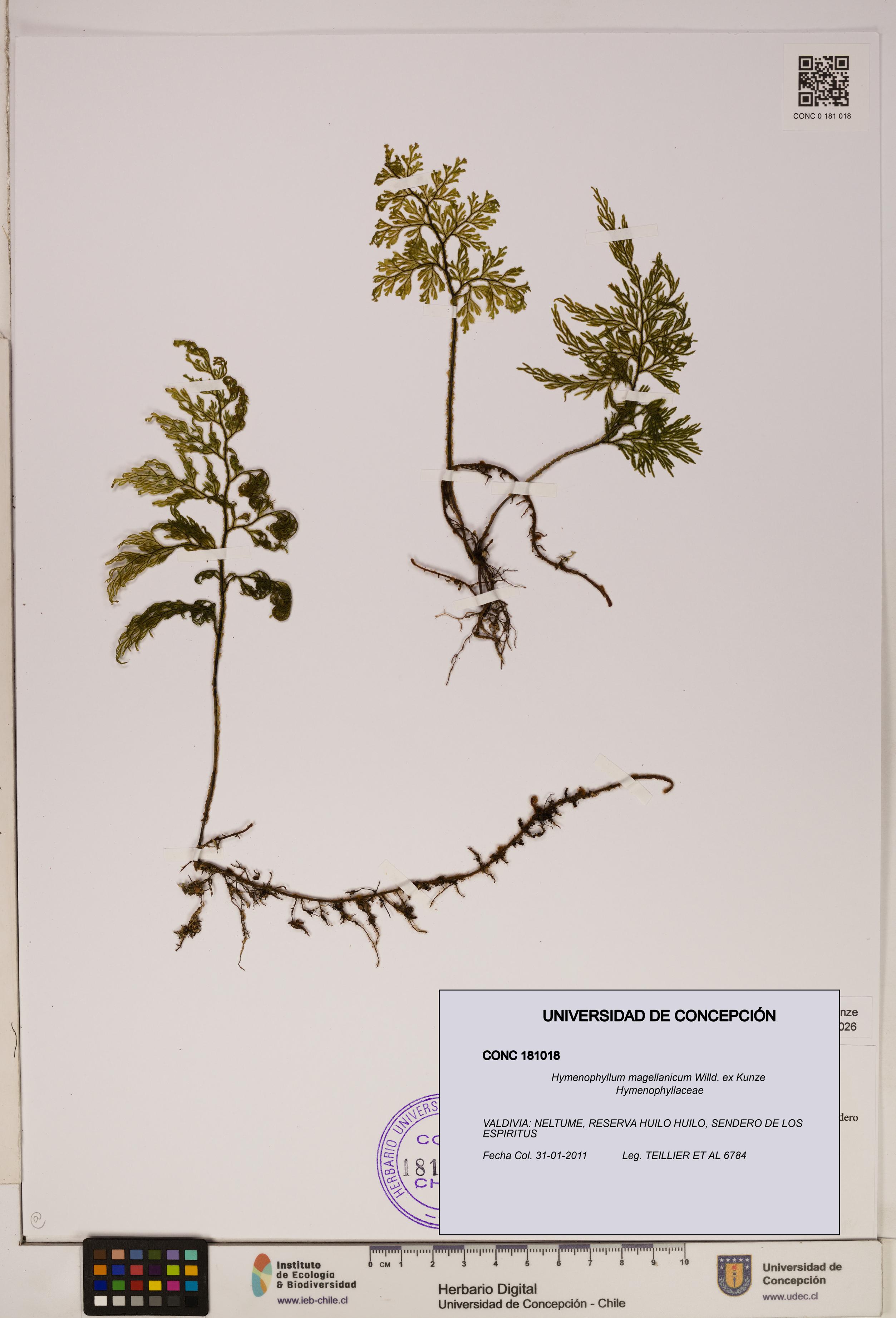 Hymenophyllum magellanicum [Espécimen: ]