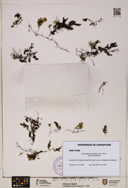 Hymenophyllum peltatum [Espécimen: ]