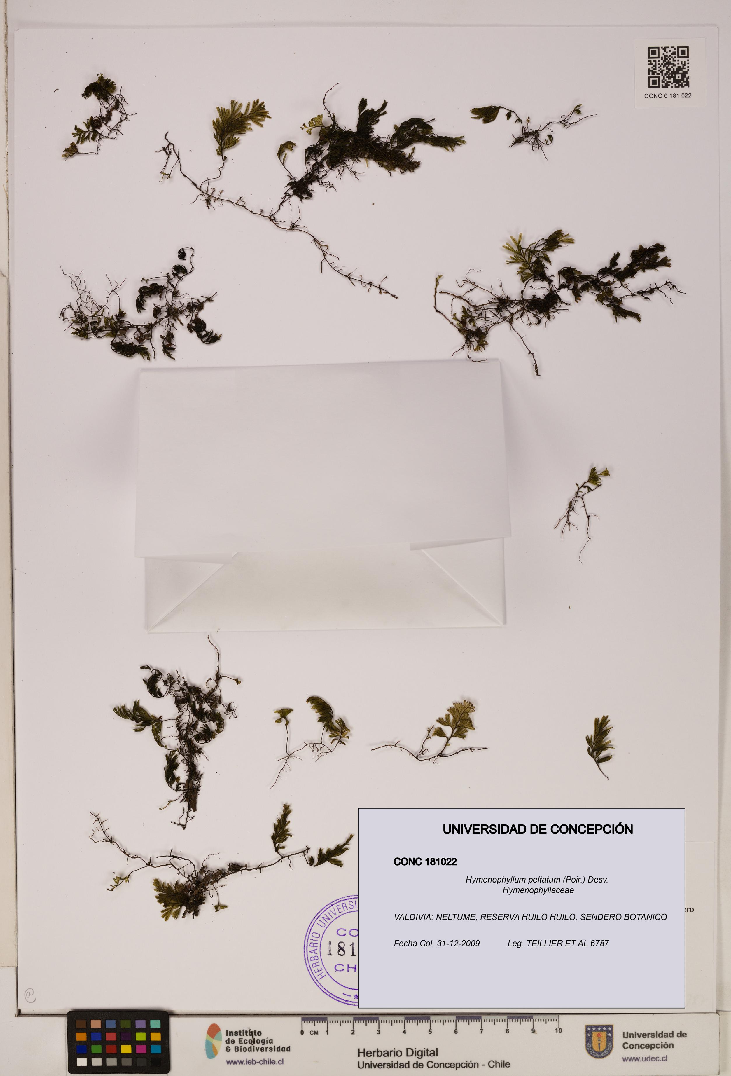 Hymenophyllum peltatum [Espécimen: ]