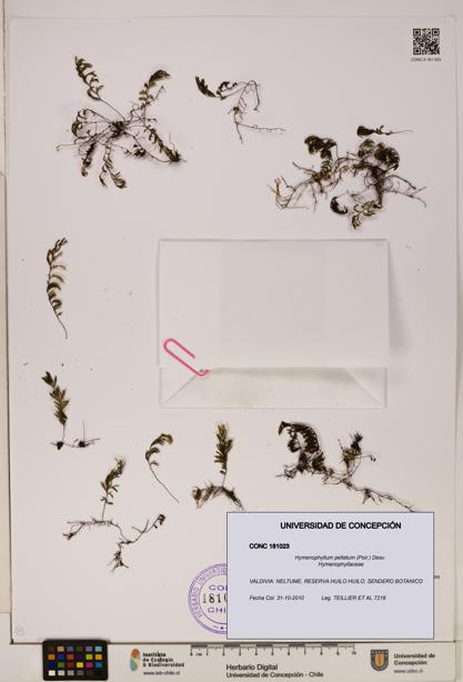 Hymenophyllum peltatum [Espécimen: ]