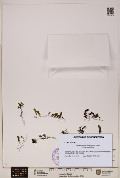Hymenophyllum peltatum [Espécimen: ]