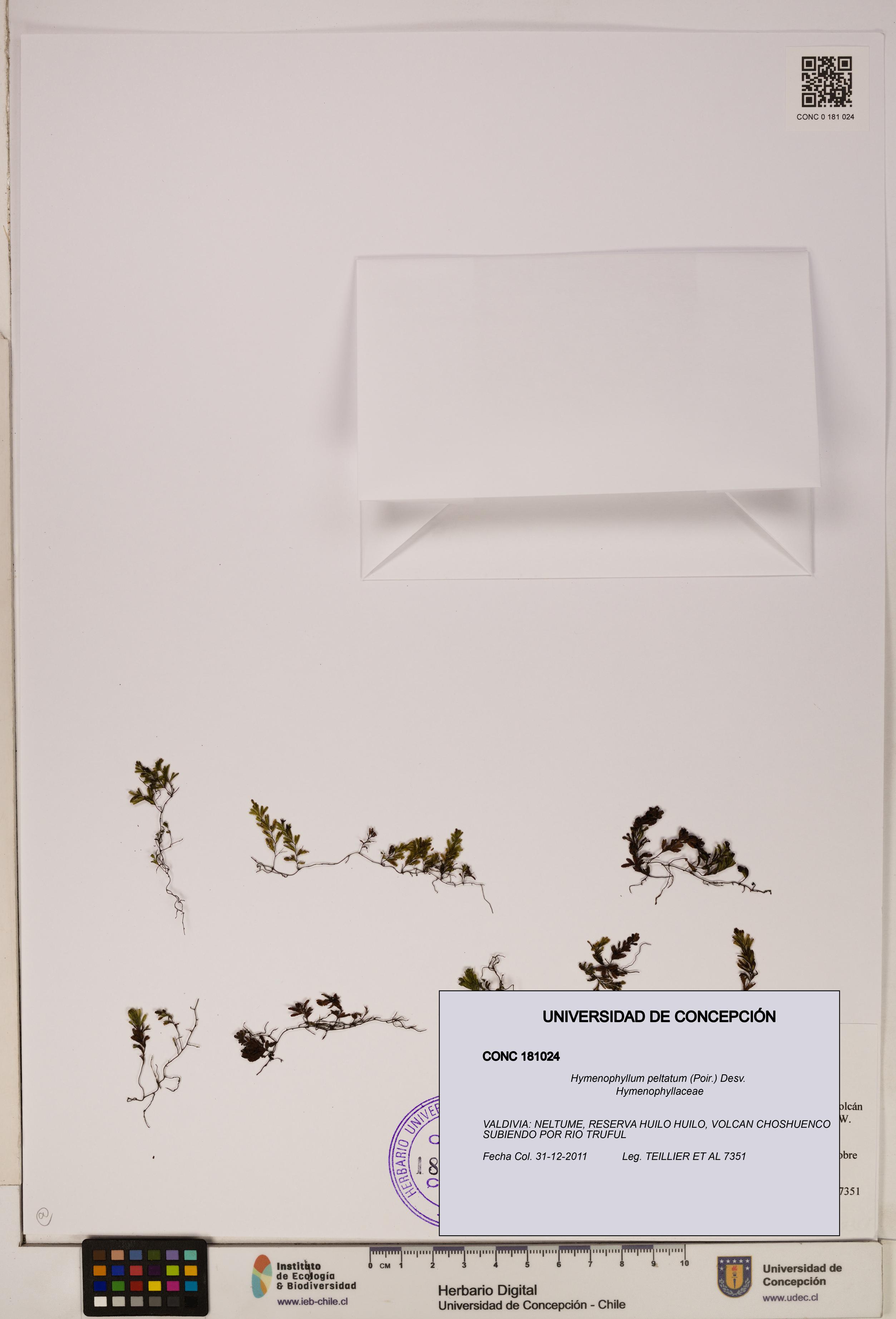 Hymenophyllum peltatum [Espécimen: ]