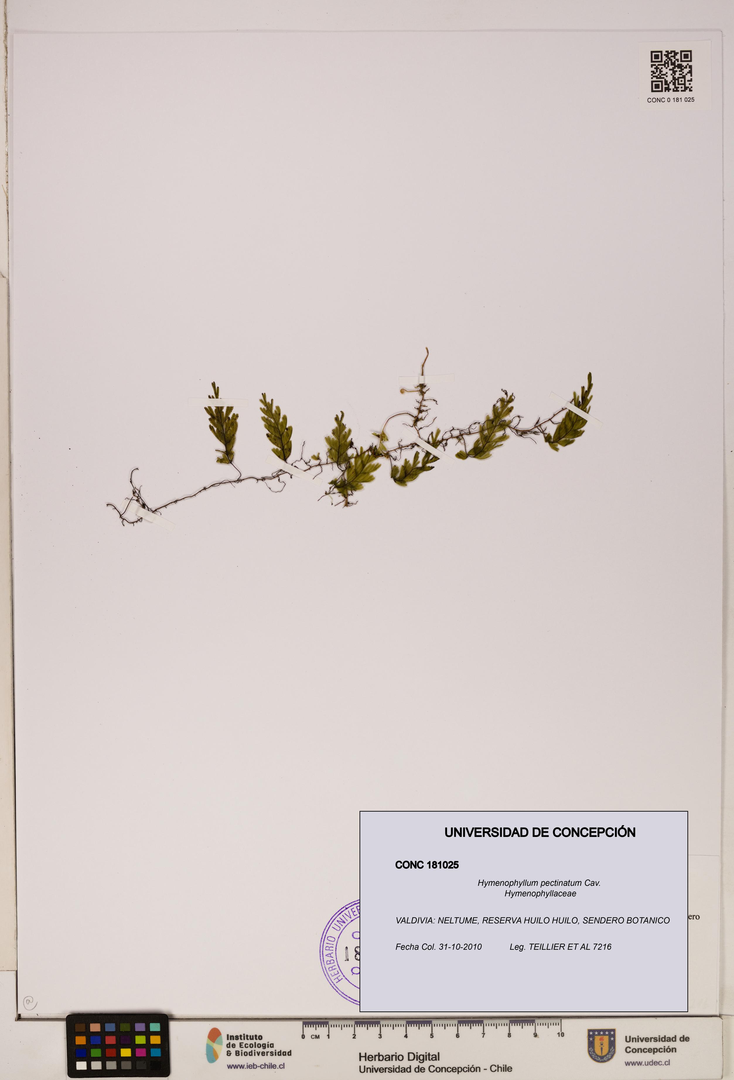 Hymenophyllum pectinatum [Espécimen: ]