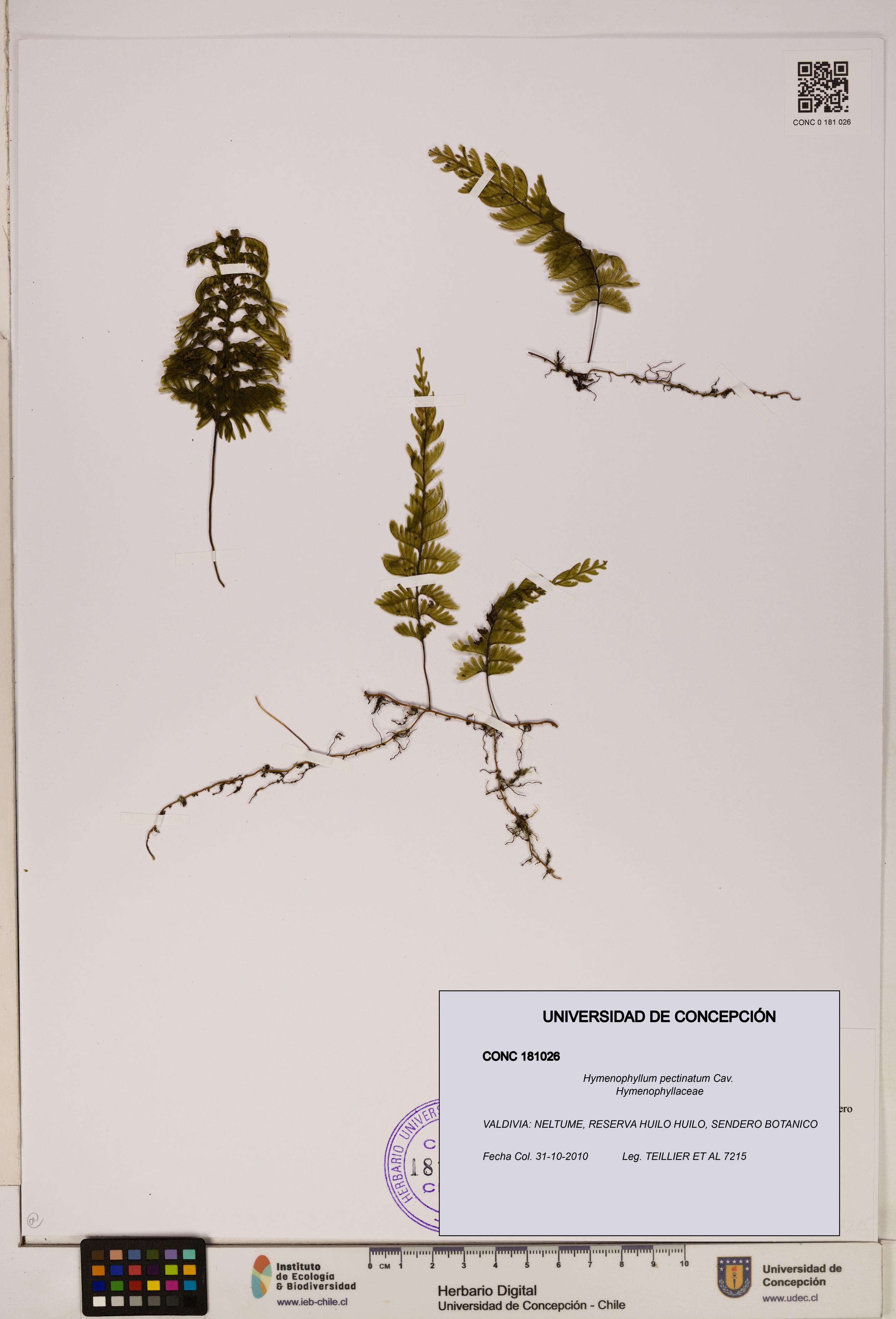 Hymenophyllum pectinatum [Espécimen: ]