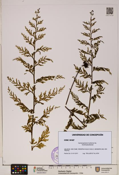 Hymenophyllum fuciforme [Espécimen: ]