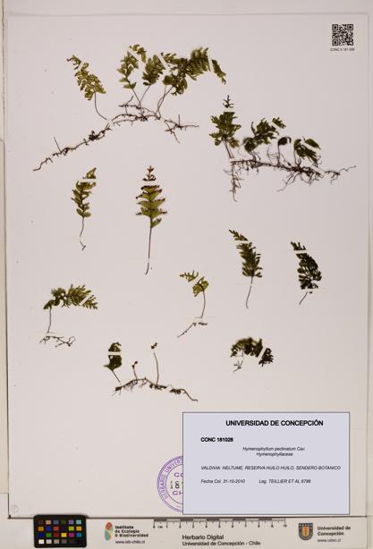 Hymenophyllum pectinatum [Espécimen: ]