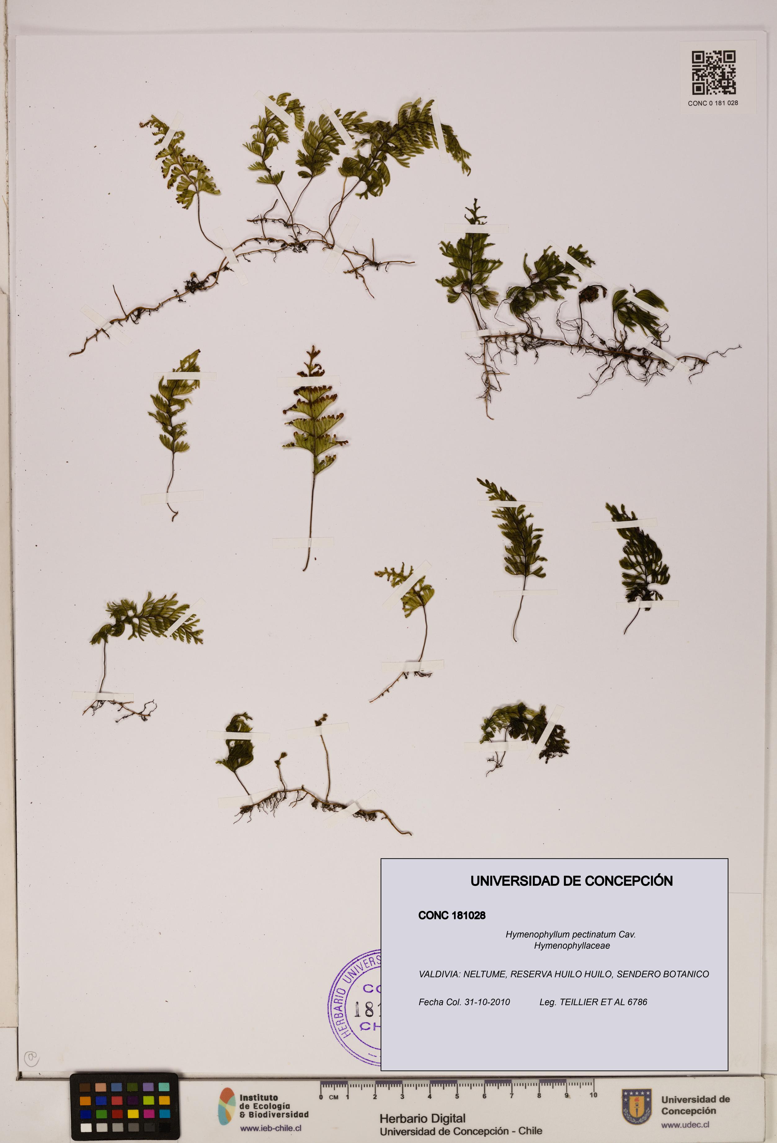 Hymenophyllum pectinatum [Espécimen: ]