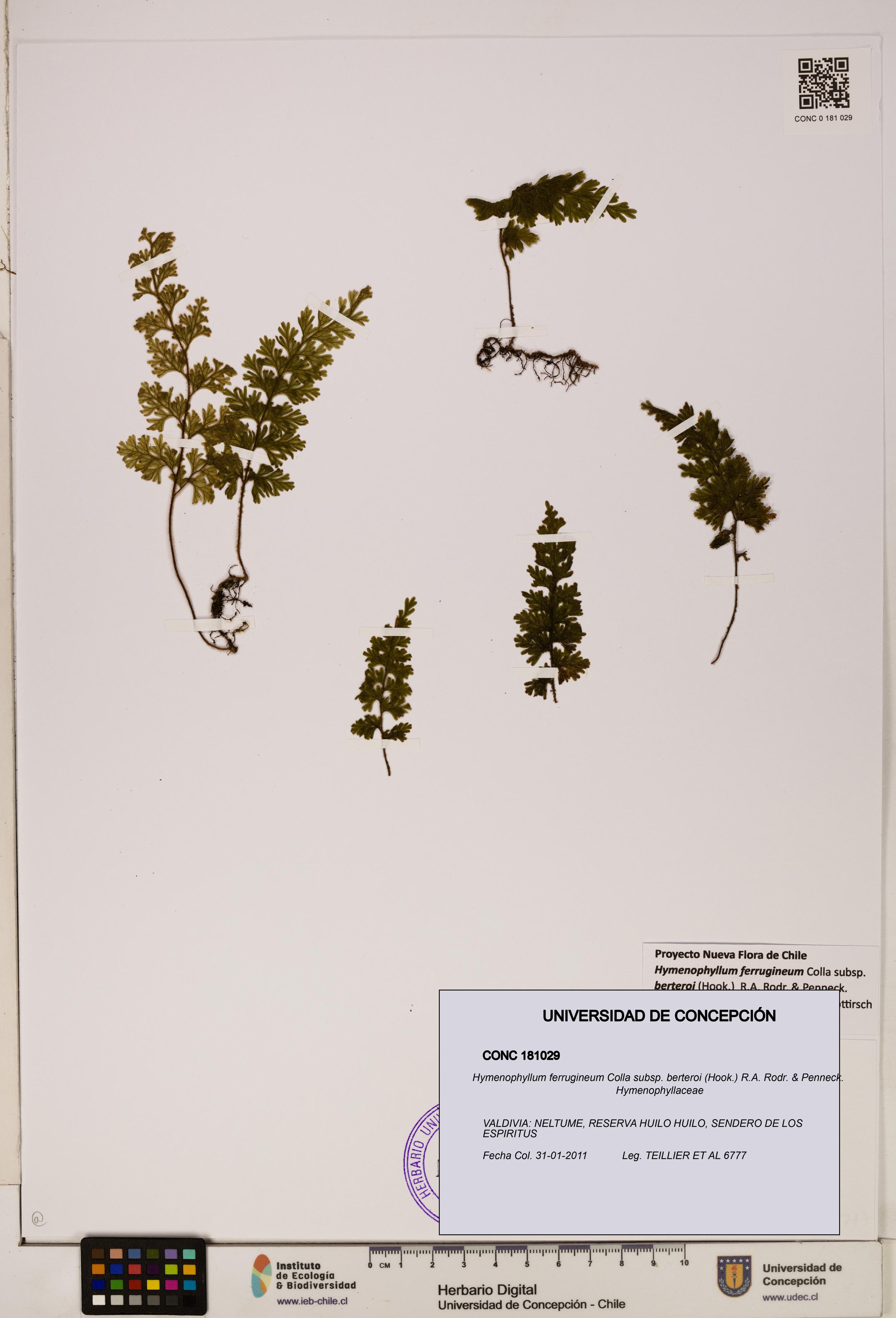 Hymenophyllum ferrugineum [Espécimen: UDEC:CONC:0181029]
