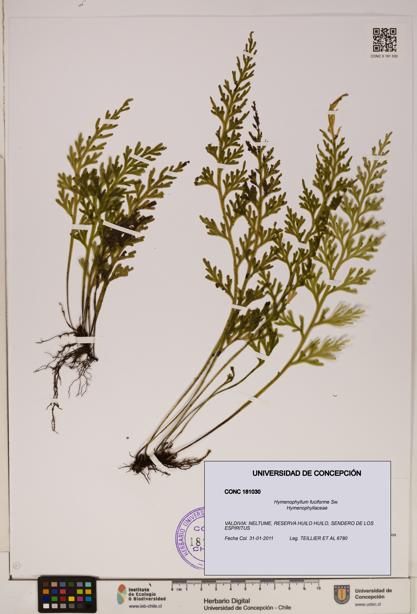 Hymenophyllum fuciforme [Espécimen: ]