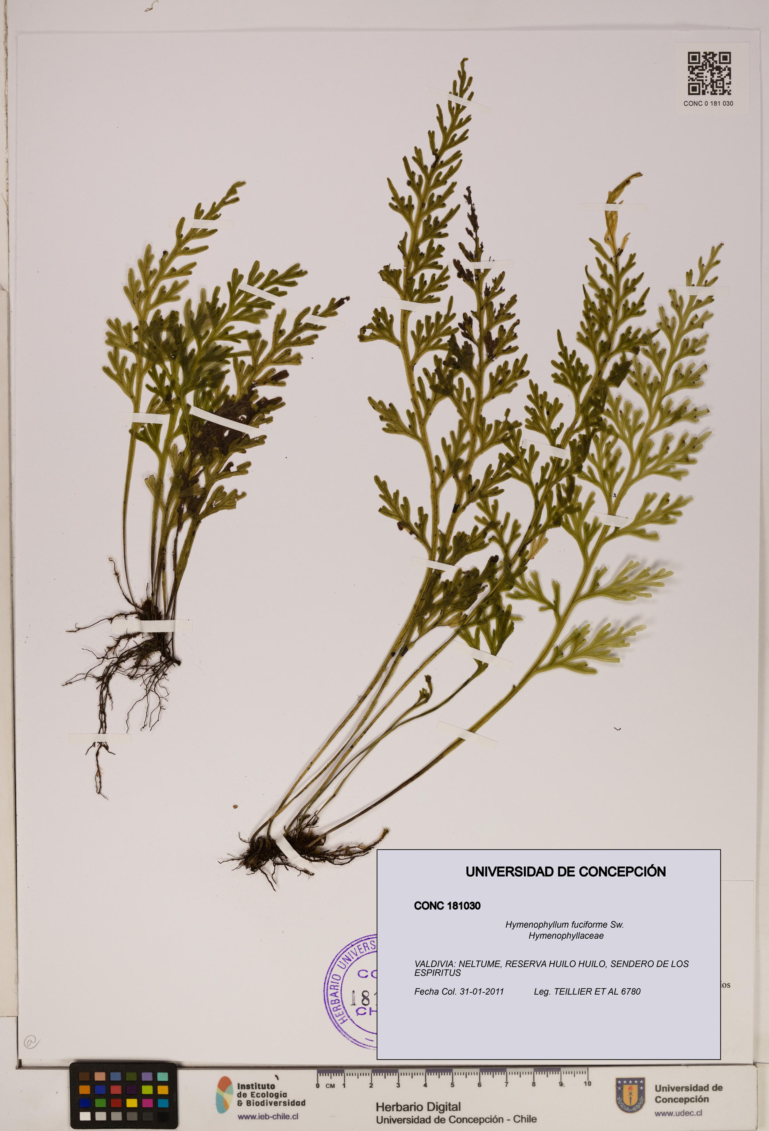 Hymenophyllum fuciforme [Espécimen: ]