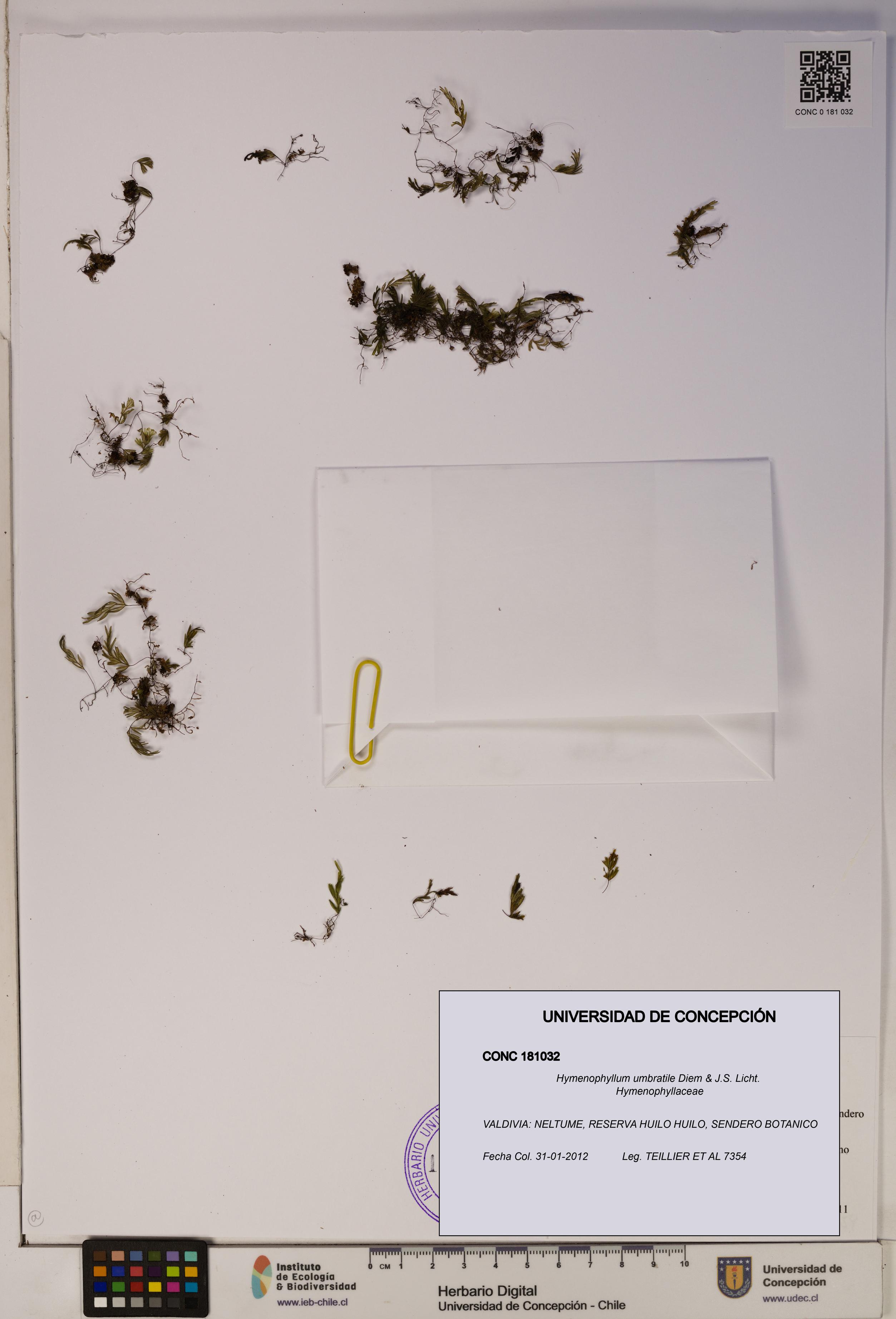 Hymenophyllum umbratile [Espécimen: ]