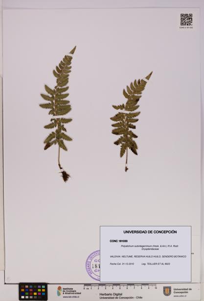 Polystichum subintegerrimum [Espécimen: UDEC:CONC:0181033]