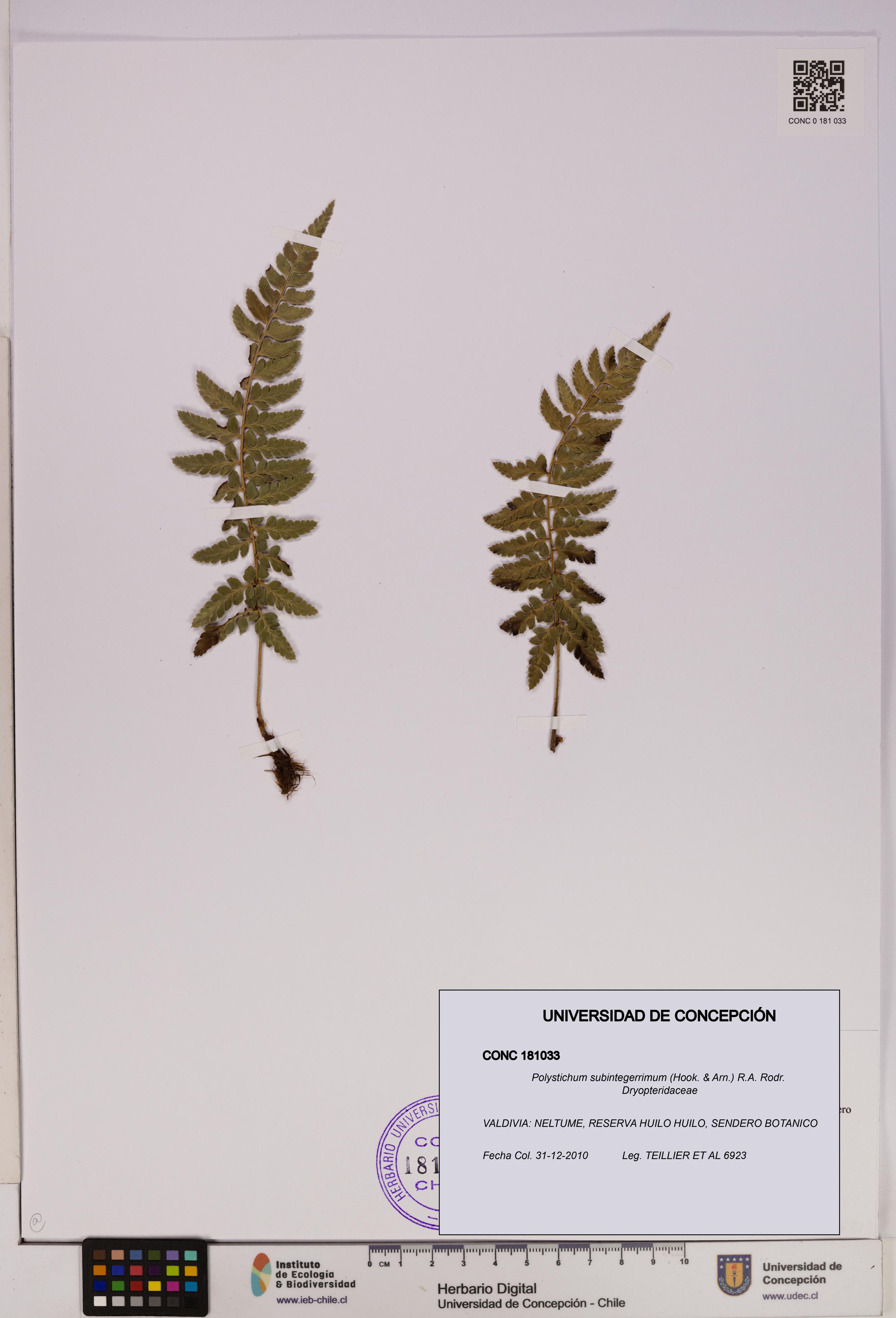 Polystichum subintegerrimum [Espécimen: UDEC:CONC:0181033]