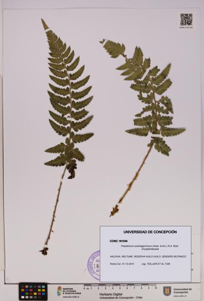 Polystichum subintegerrimum [Espécimen: UDEC:CONC:0181034]