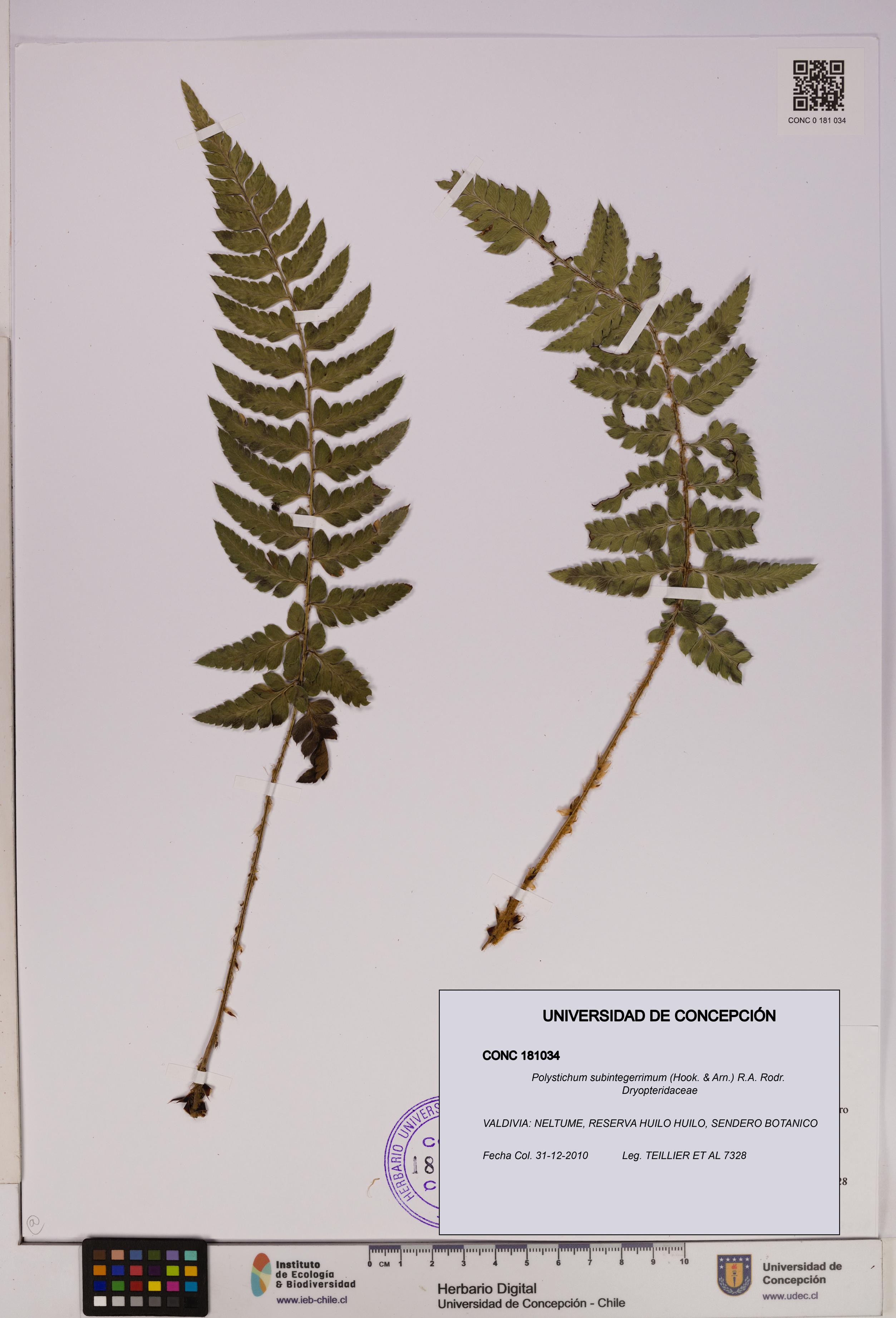 Polystichum subintegerrimum [Espécimen: UDEC:CONC:0181034]