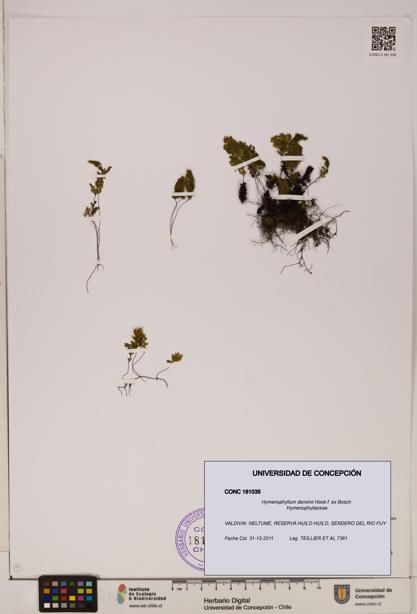 Hymenophyllum darwinii [Espécimen: UDEC:CONC:0181035]