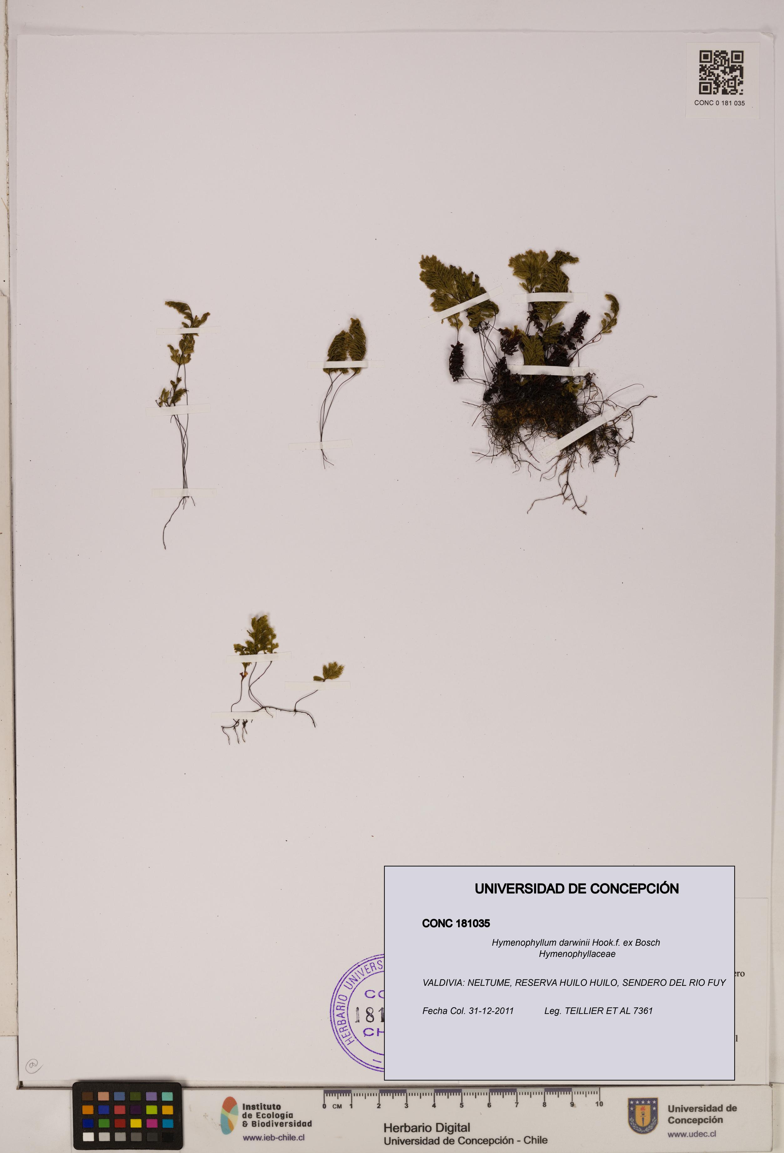 Hymenophyllum darwinii [Espécimen: UDEC:CONC:0181035]
