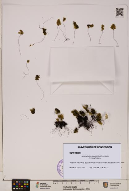 Hymenophyllum darwinii [Espécimen: UDEC:CONC:0181036]