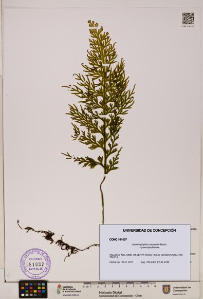 Hymenophyllum caudatum [Espécimen: UDEC:CONC:0181037]