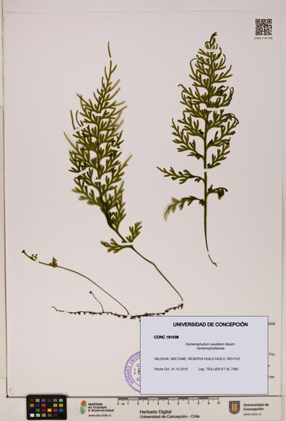Hymenophyllum caudatum [Espécimen: UDEC:CONC:0181038]