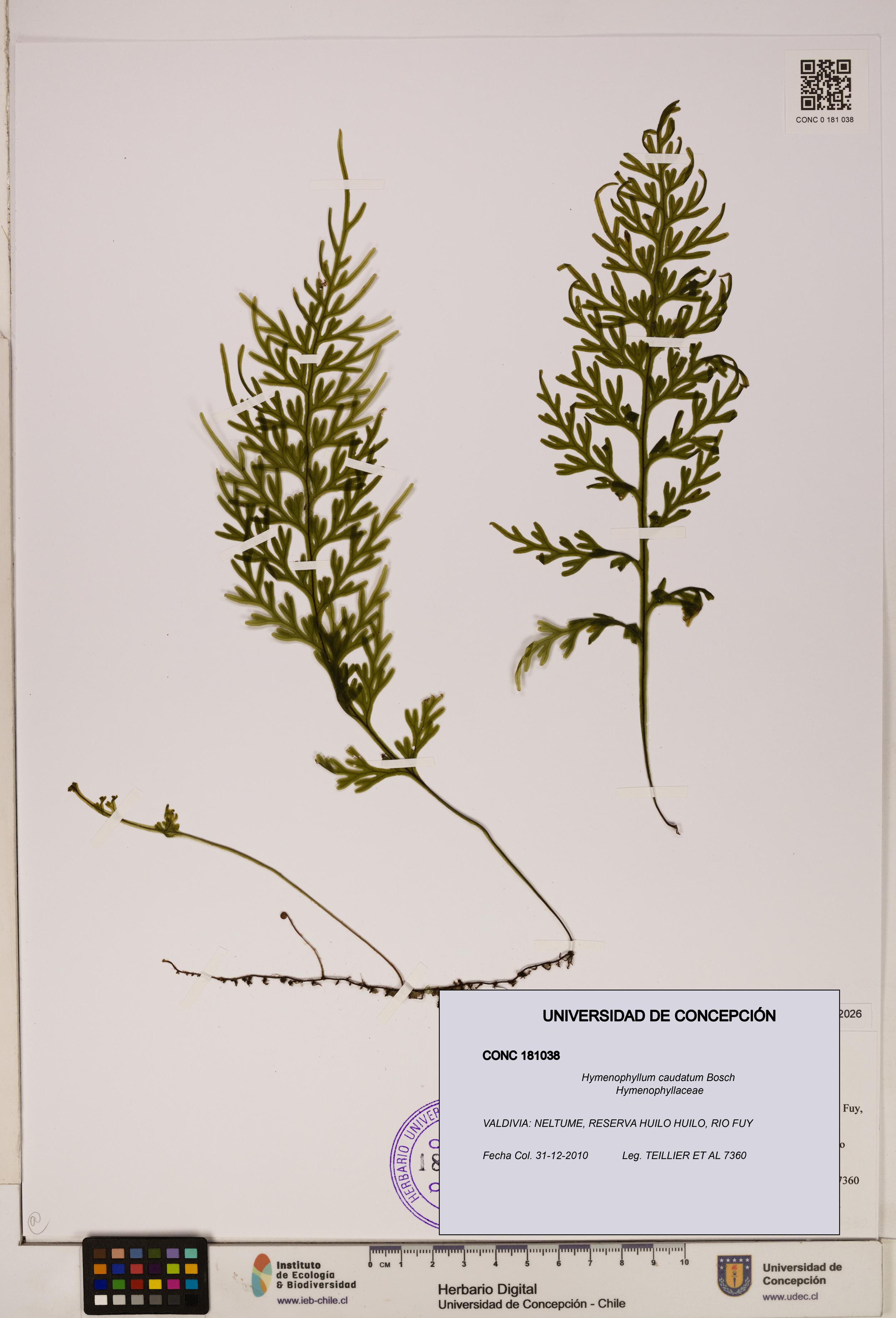 Hymenophyllum caudatum [Espécimen: UDEC:CONC:0181038]