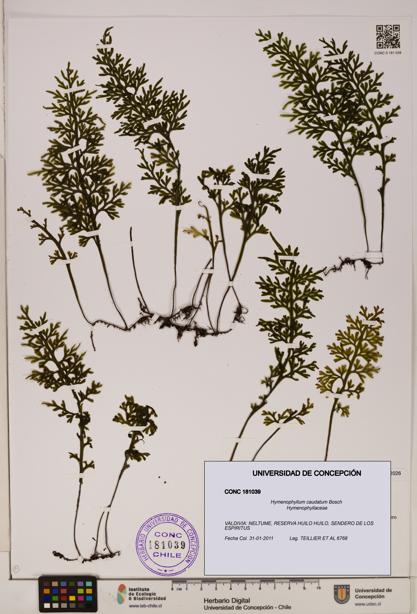 Hymenophyllum caudatum [Espécimen: UDEC:CONC:0181039]