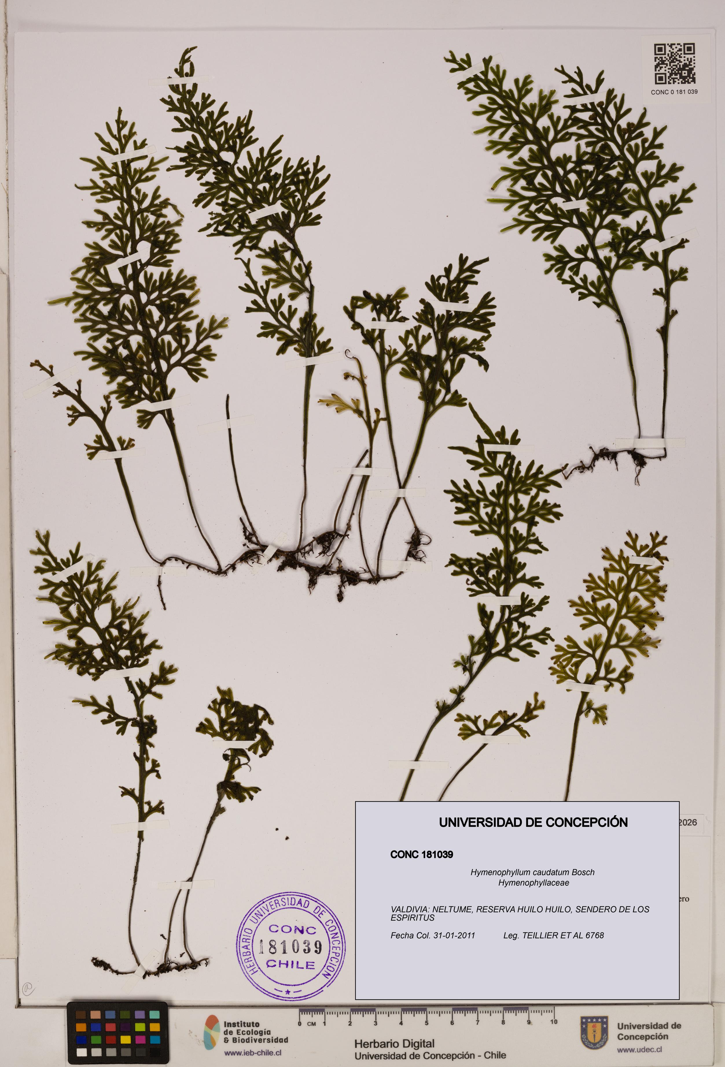 Hymenophyllum caudatum [Espécimen: UDEC:CONC:0181039]