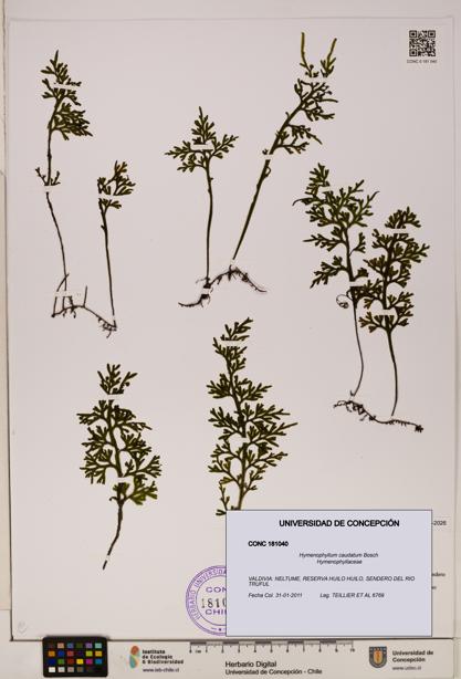 Hymenophyllum caudatum [Espécimen: UDEC:CONC:0181040]