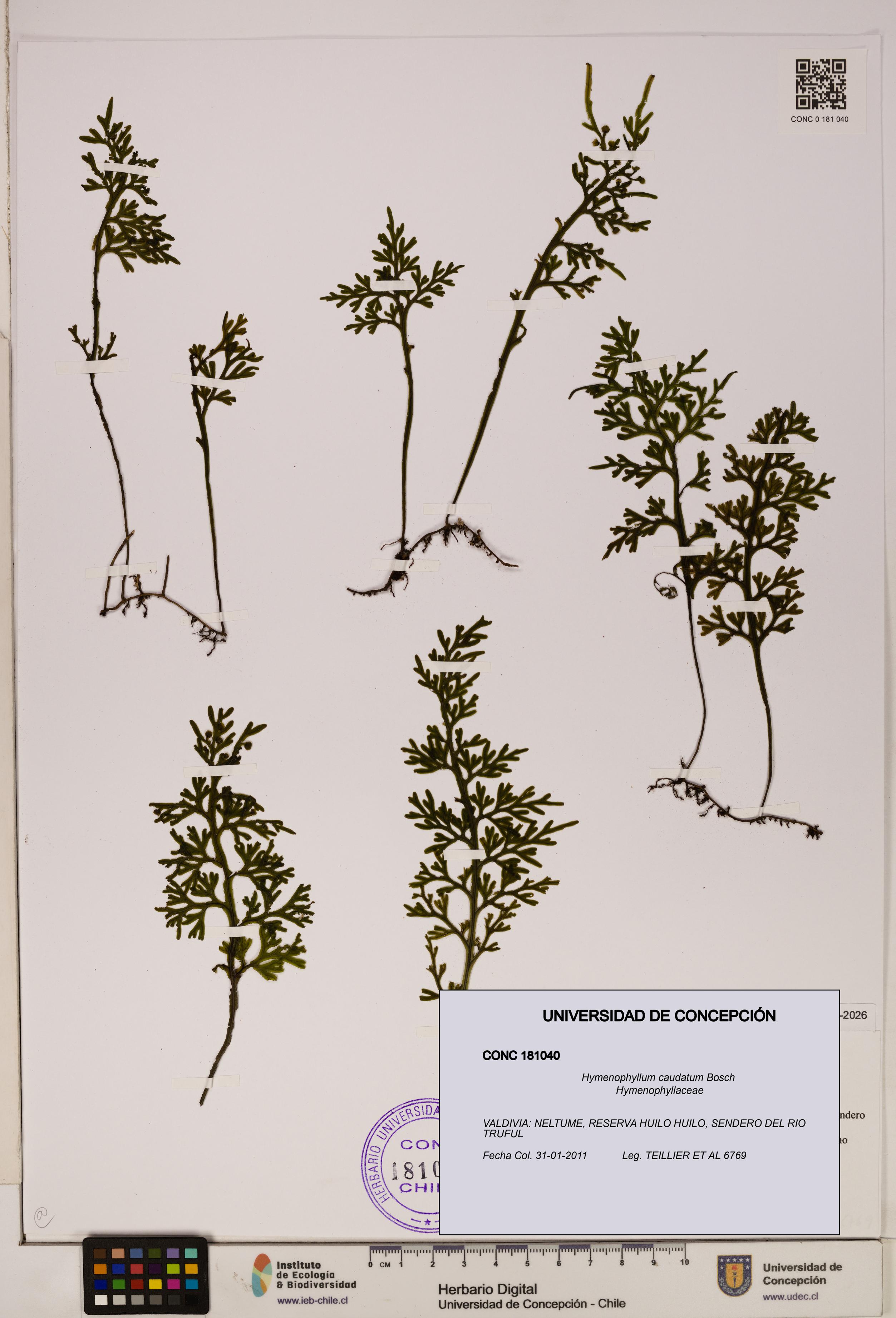 Hymenophyllum caudatum [Espécimen: UDEC:CONC:0181040]