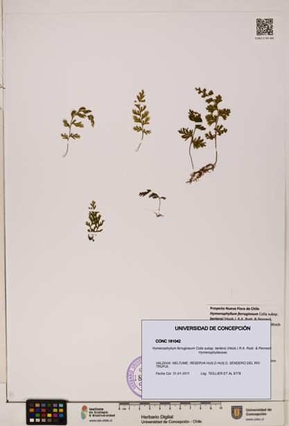 Hymenophyllum ferrugineum [Espécimen: UDEC:CONC:0181042]