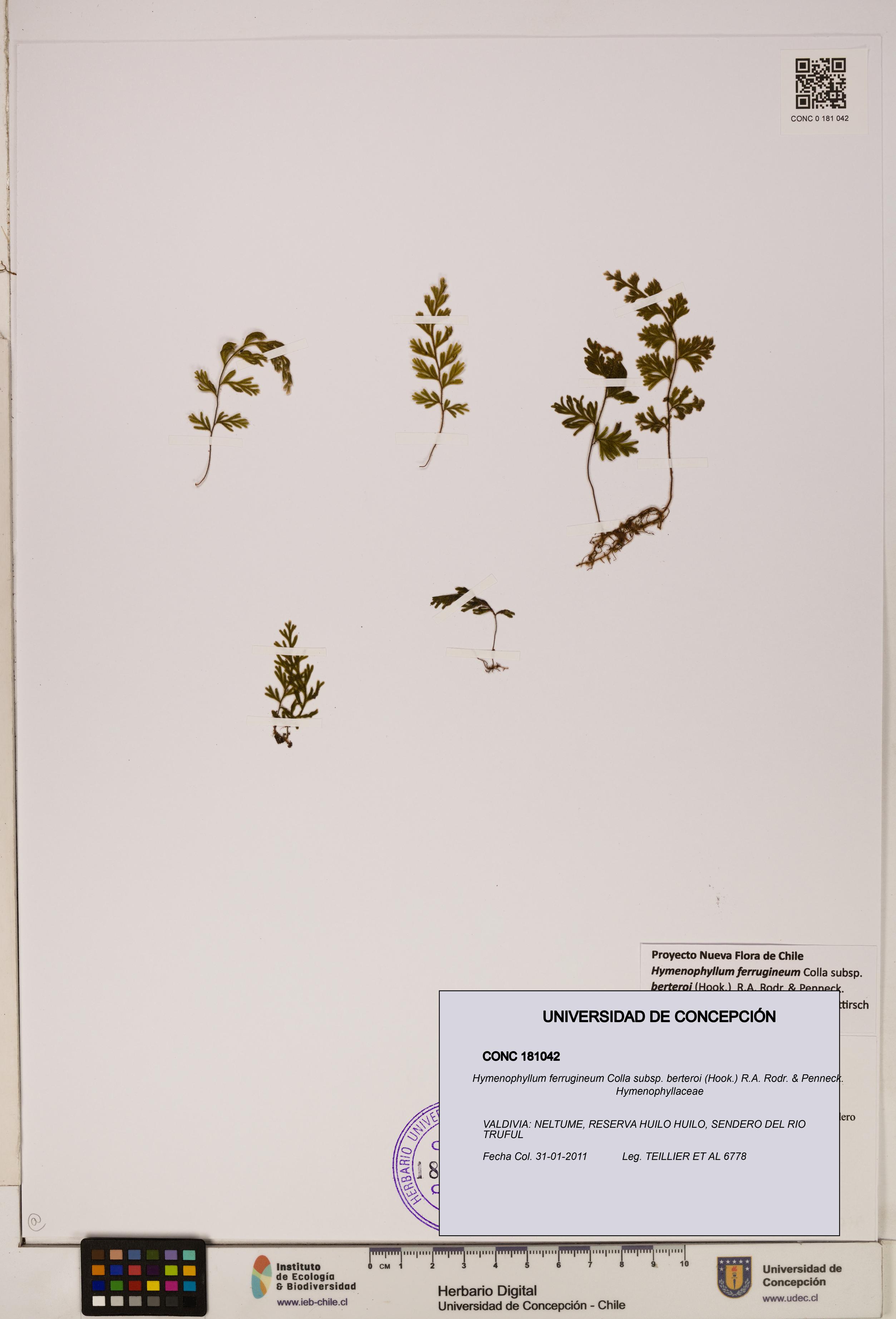 Hymenophyllum ferrugineum [Espécimen: UDEC:CONC:0181042]