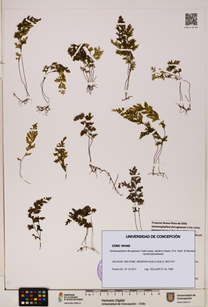 Hymenophyllum ferrugineum [Espécimen: UDEC:CONC:0181043]
