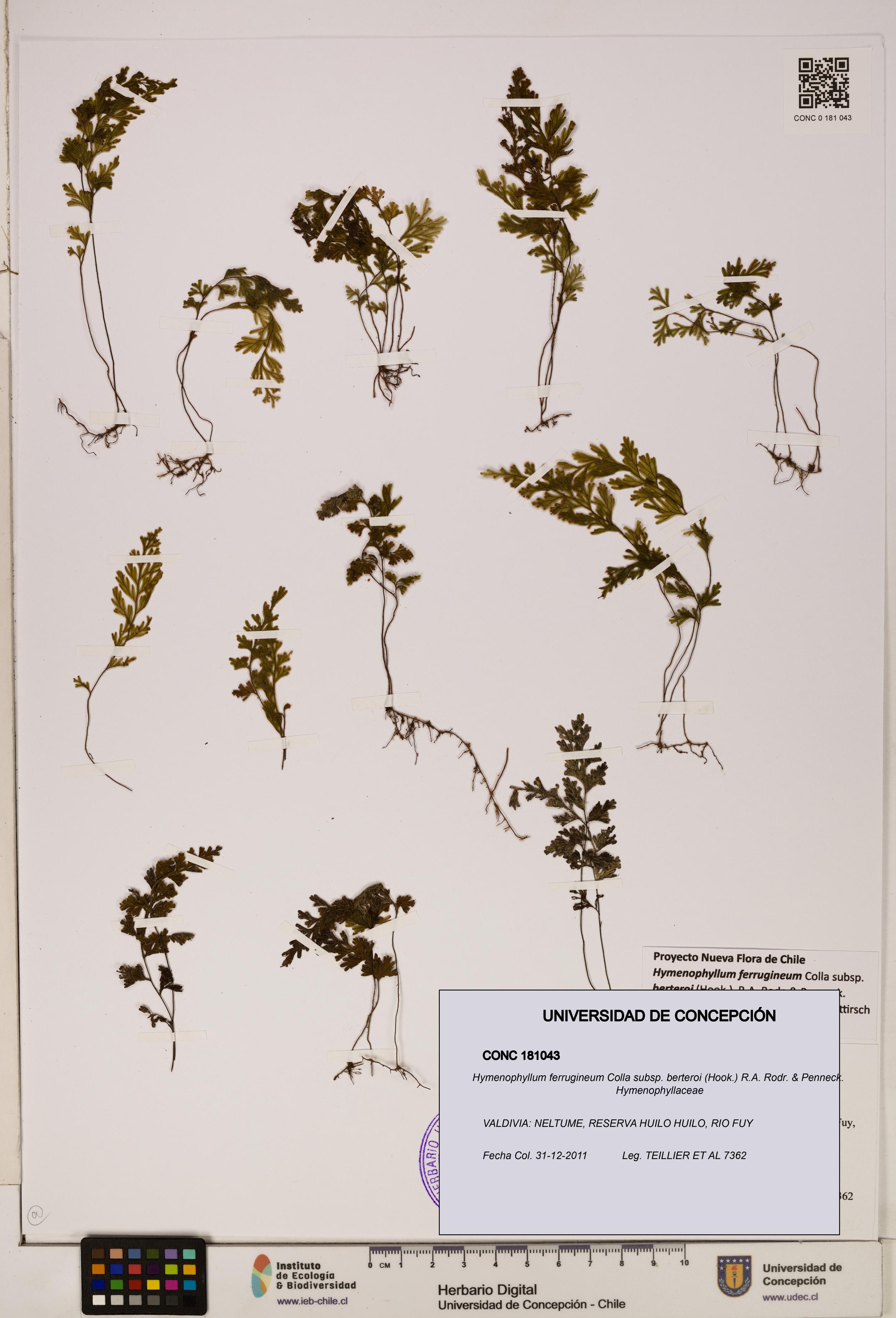 Hymenophyllum ferrugineum [Espécimen: UDEC:CONC:0181043]