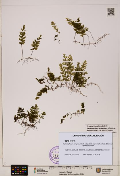Hymenophyllum ferrugineum [Espécimen: UDEC:CONC:0181044]