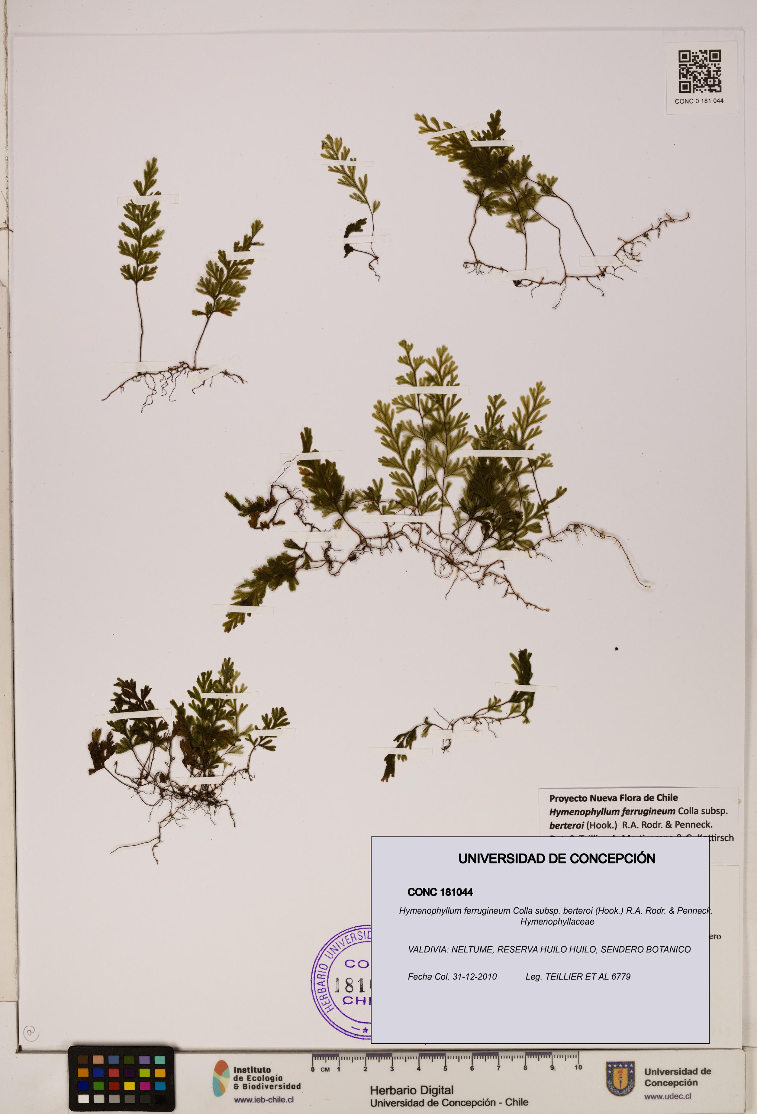 Hymenophyllum ferrugineum [Espécimen: UDEC:CONC:0181044]