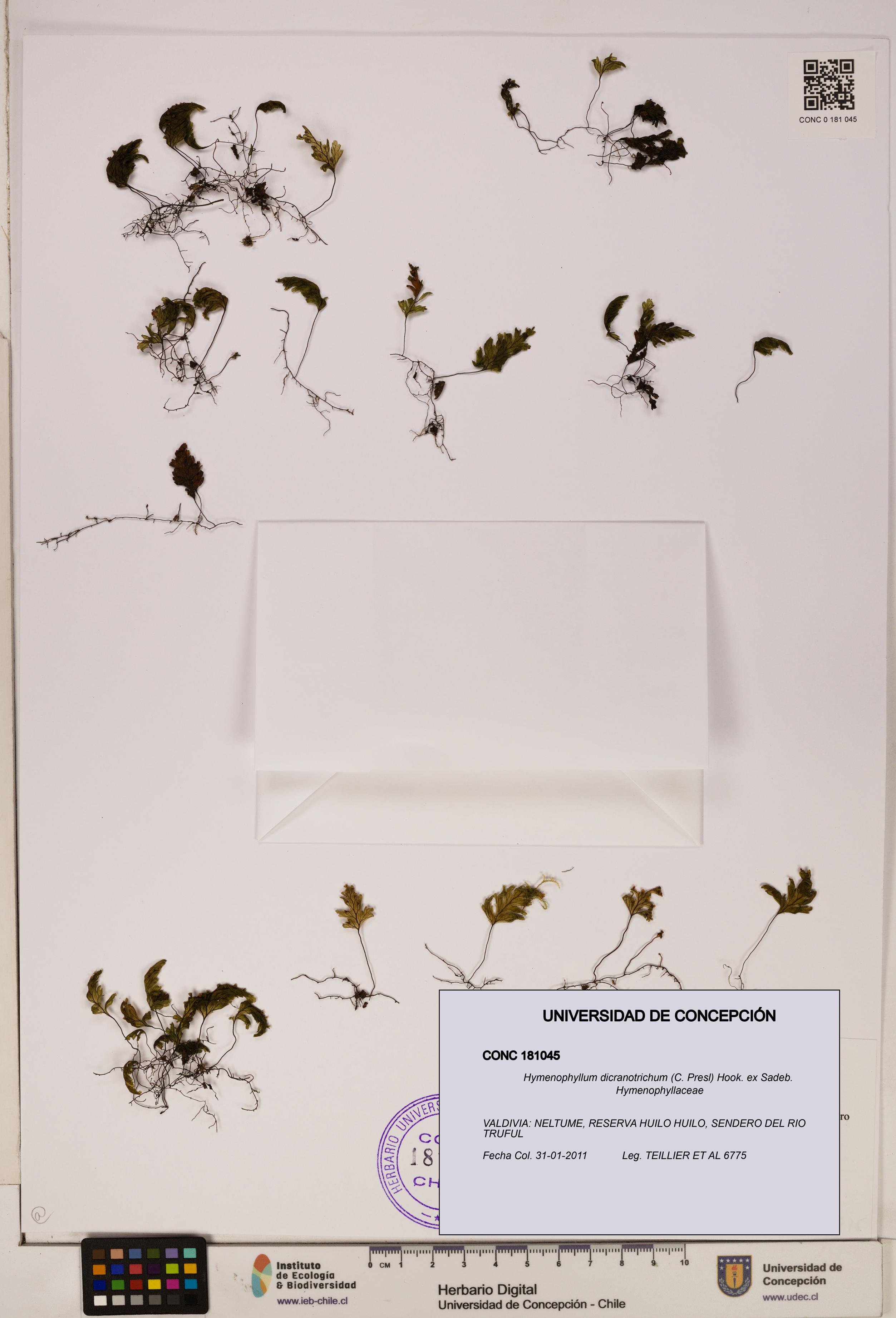 Hymenophyllum dicranotrichum [Espécimen: UDEC:CONC:0181045]